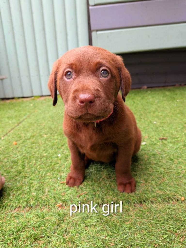 6 Full-Bred Labrador pups (3 black females remaining)