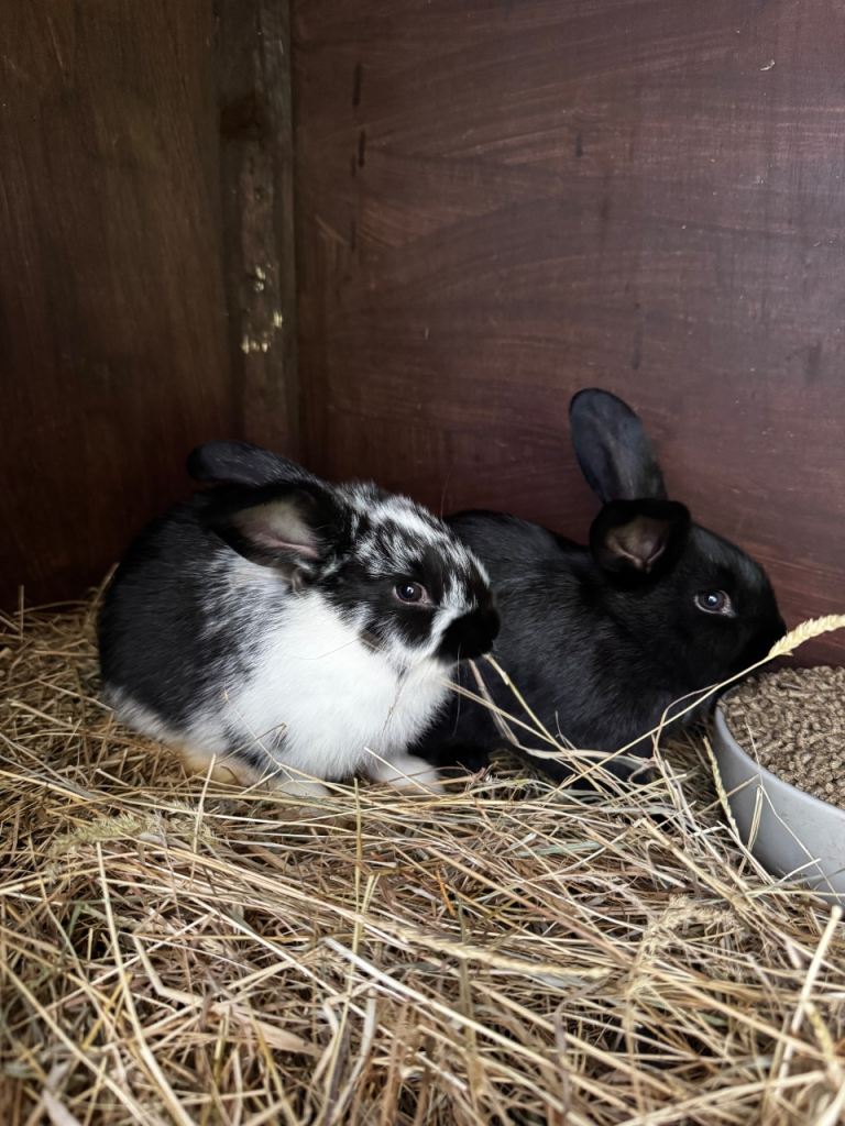 Baby bunnies 