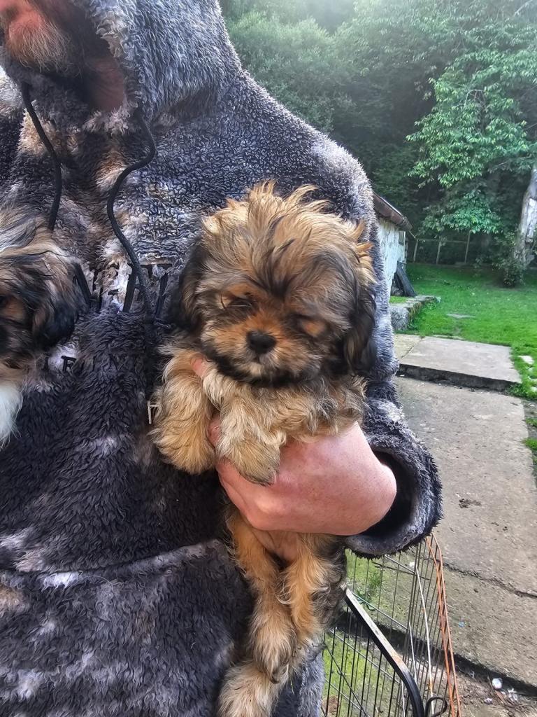 Shorkie pups 