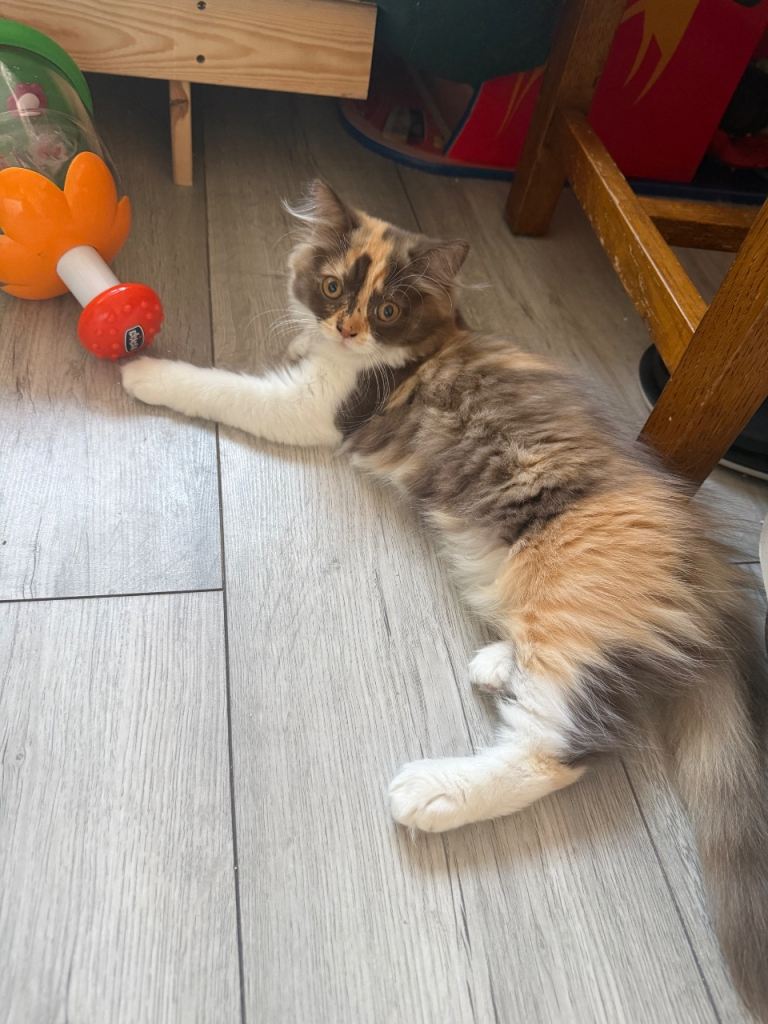Available now 😻Pedigree British Longhair chocolate tortie girl 😻TICA registred