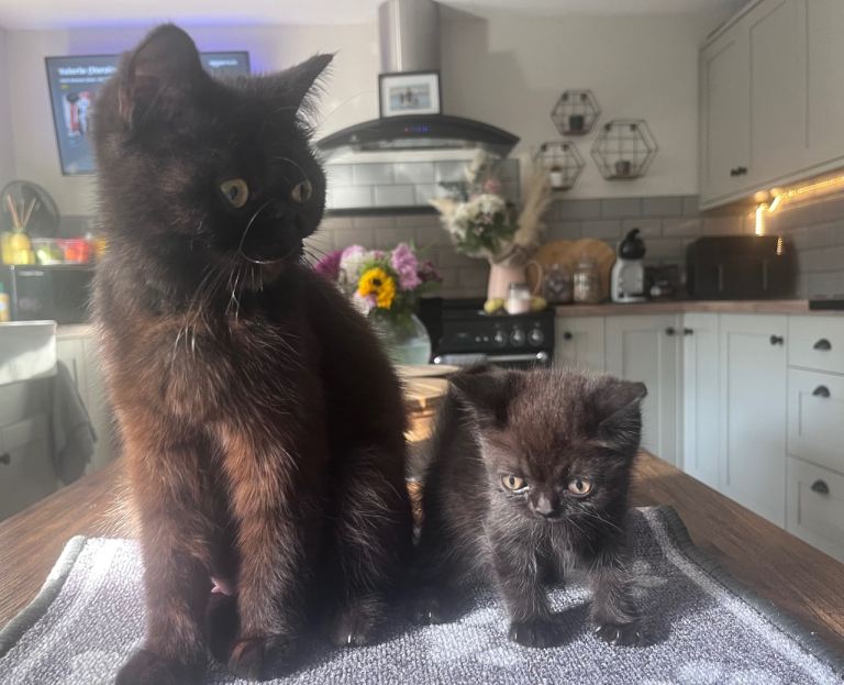 One baby girl Exotic X Kitten left! 