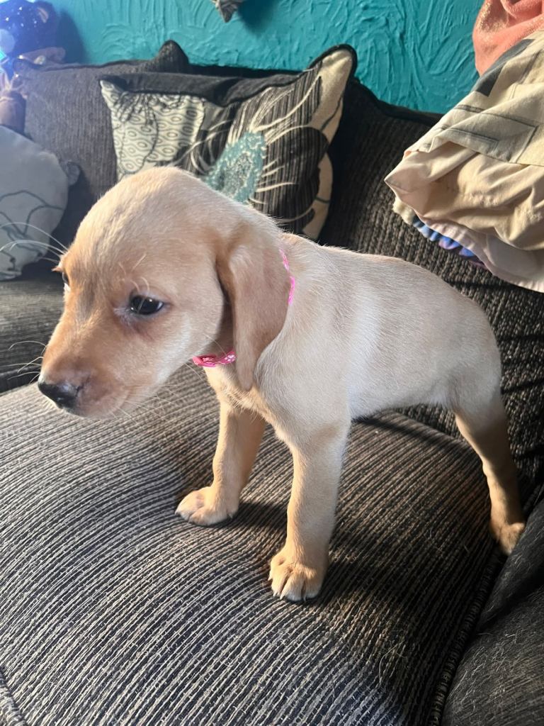 11 week old Labrador 