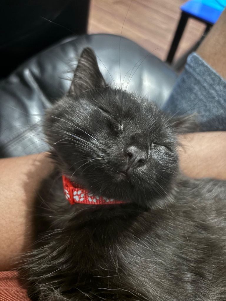 Cat finding a new forever home