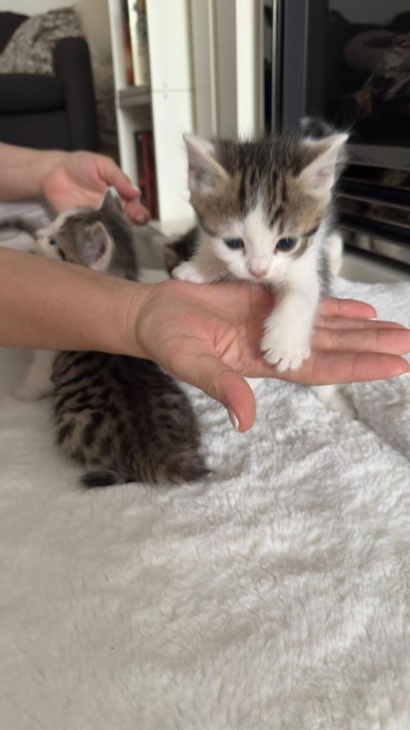Chunky & Friendly Kittens
