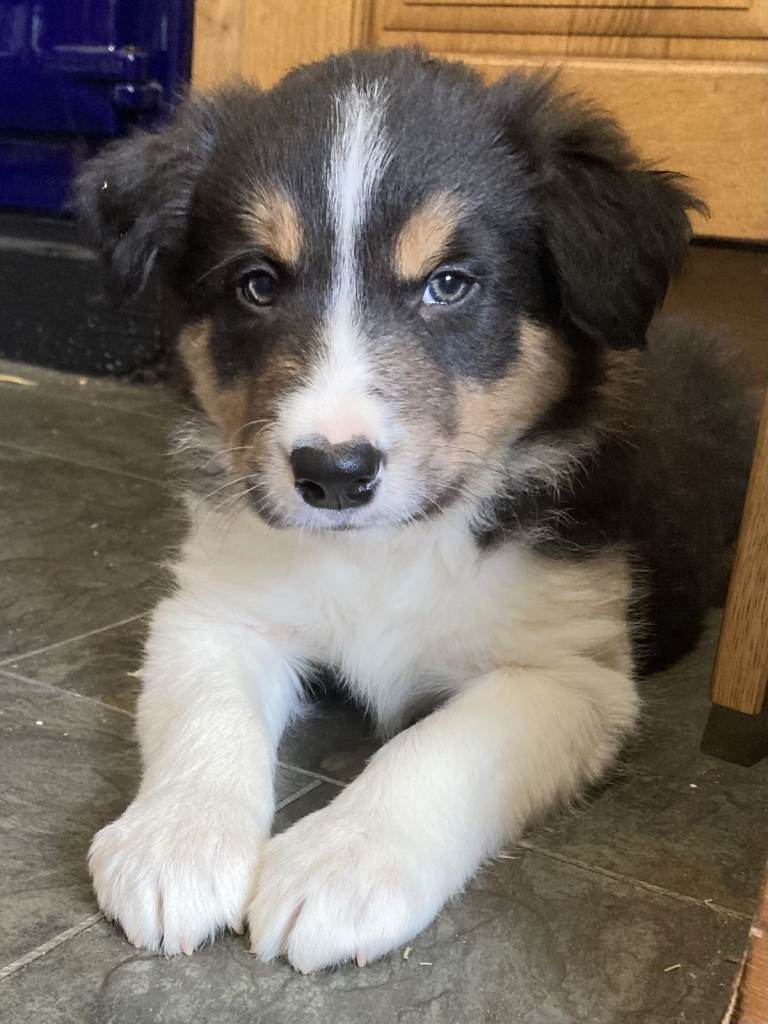 Border Collie Puppies for Sale - 2 BOYS. 1 GIRL 