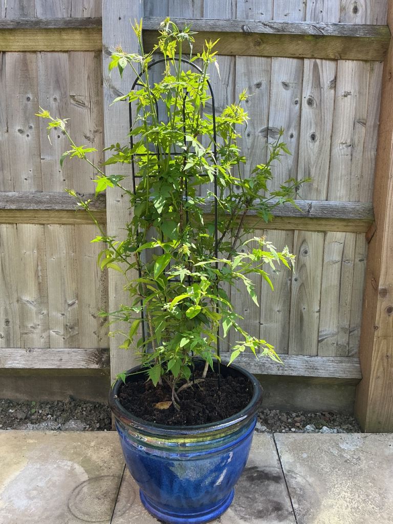 2 well established jasmine plants in ceramic pot