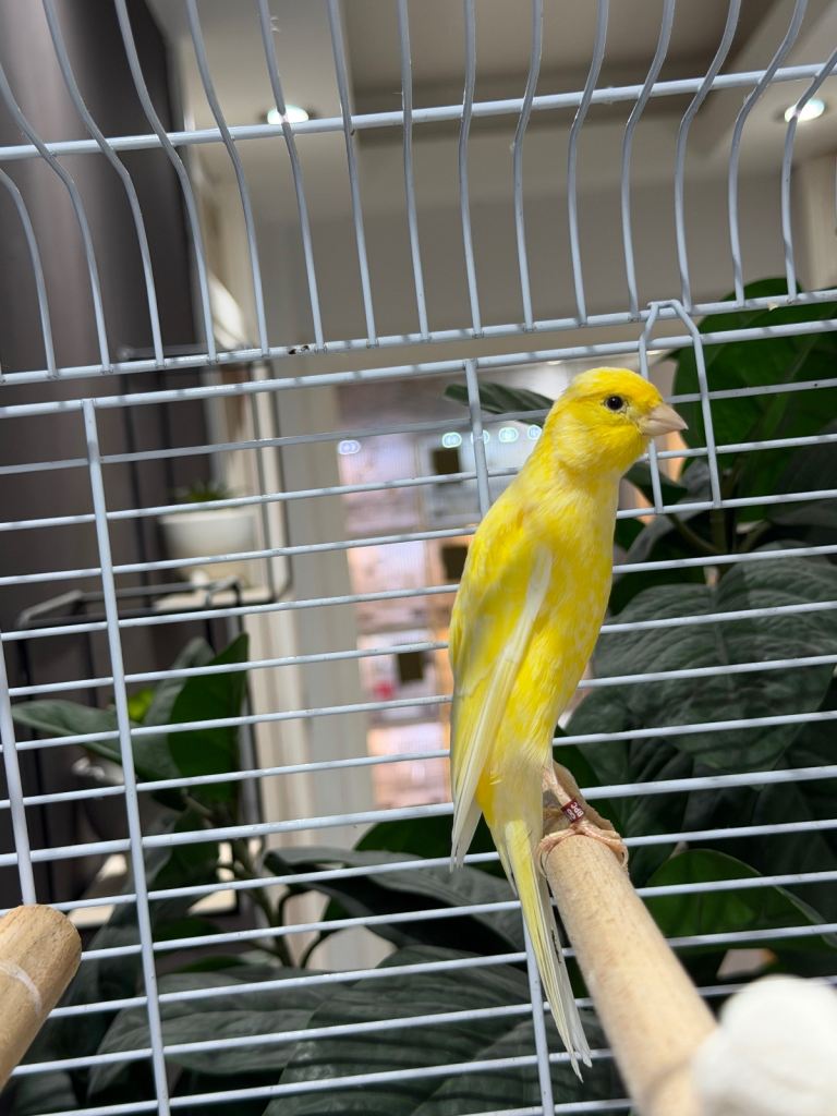 Male Scottish fancy canary with cage 