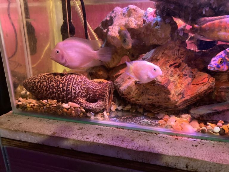 Baby platinum polar parrot fish