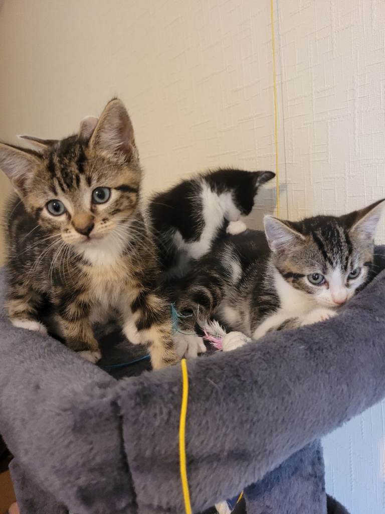 4 male kittens looking for their forever homes 