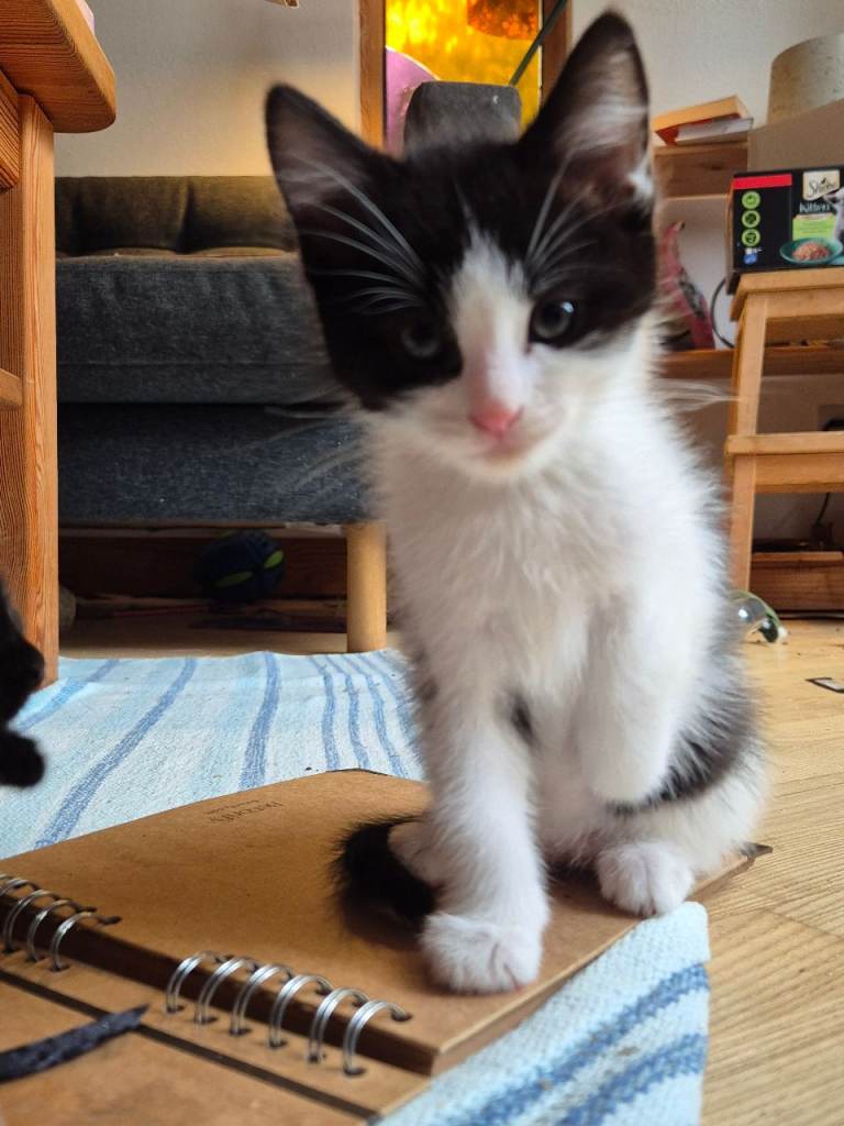 Five kittens looking for good homes