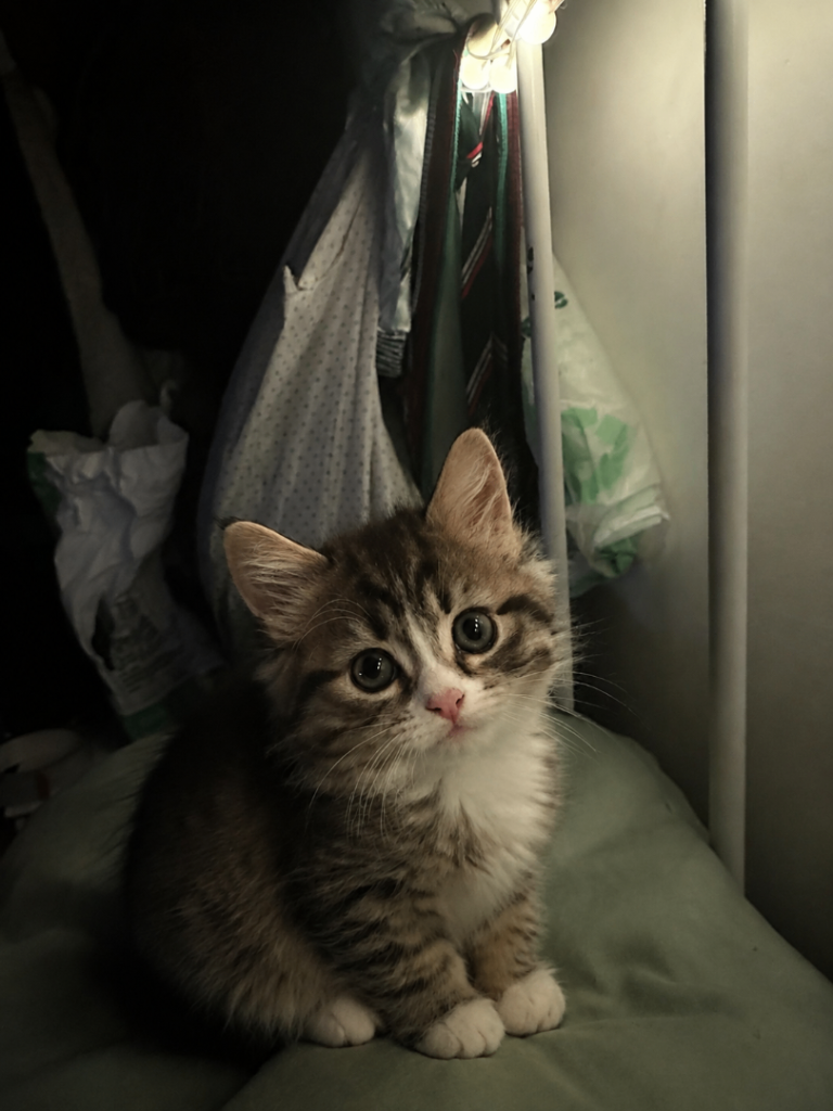Cutest little half Bengal half Russian Blue kittens 