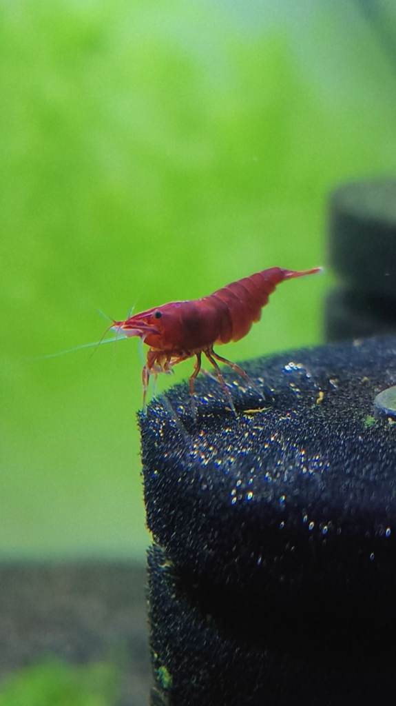 Cherry Shrimp