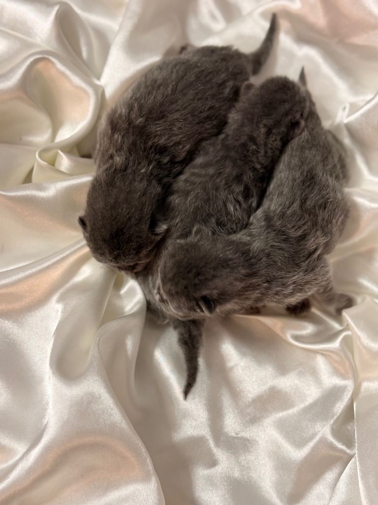 British Shorthair Kittens