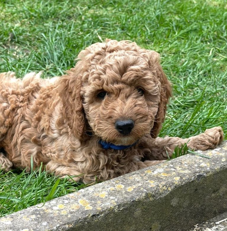 Ready Wednesday! Cockapoo puppies 🐾