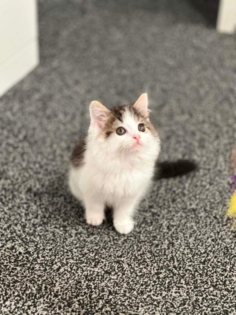 Girl domestic longhair The £100 is only for the items included, not for the kitten itself.