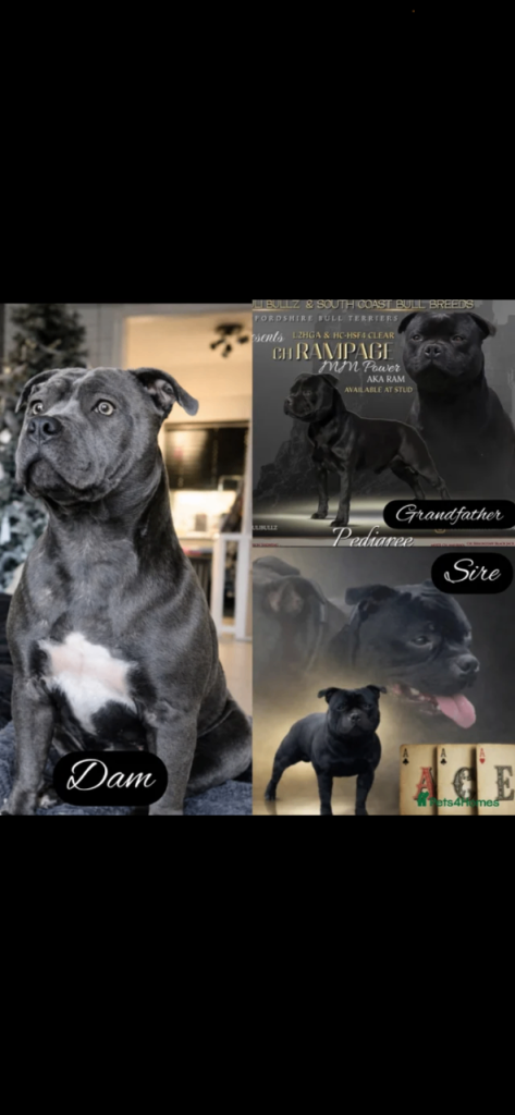 Staffordshire Bull terrier pups 