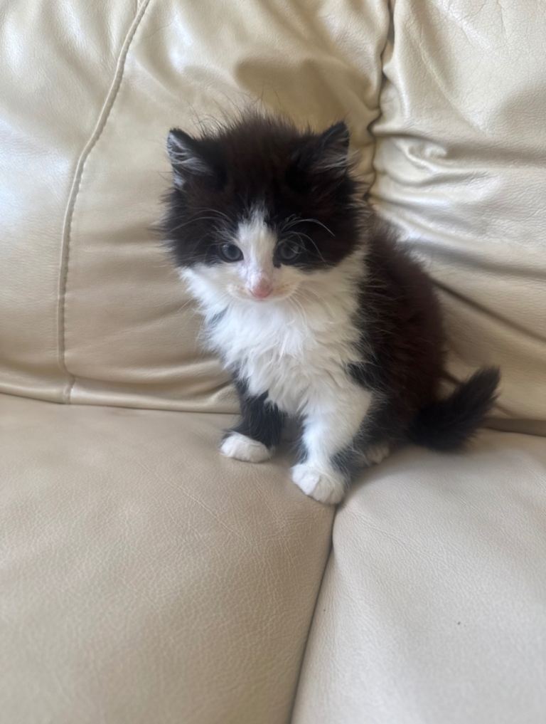 4 kittens looking home 