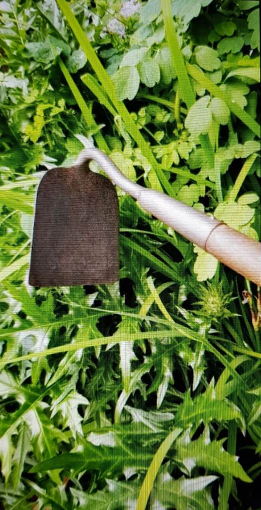 HOE big for veg plots allotments long drag shaft vintage. granddads item.Great girls on allotments 