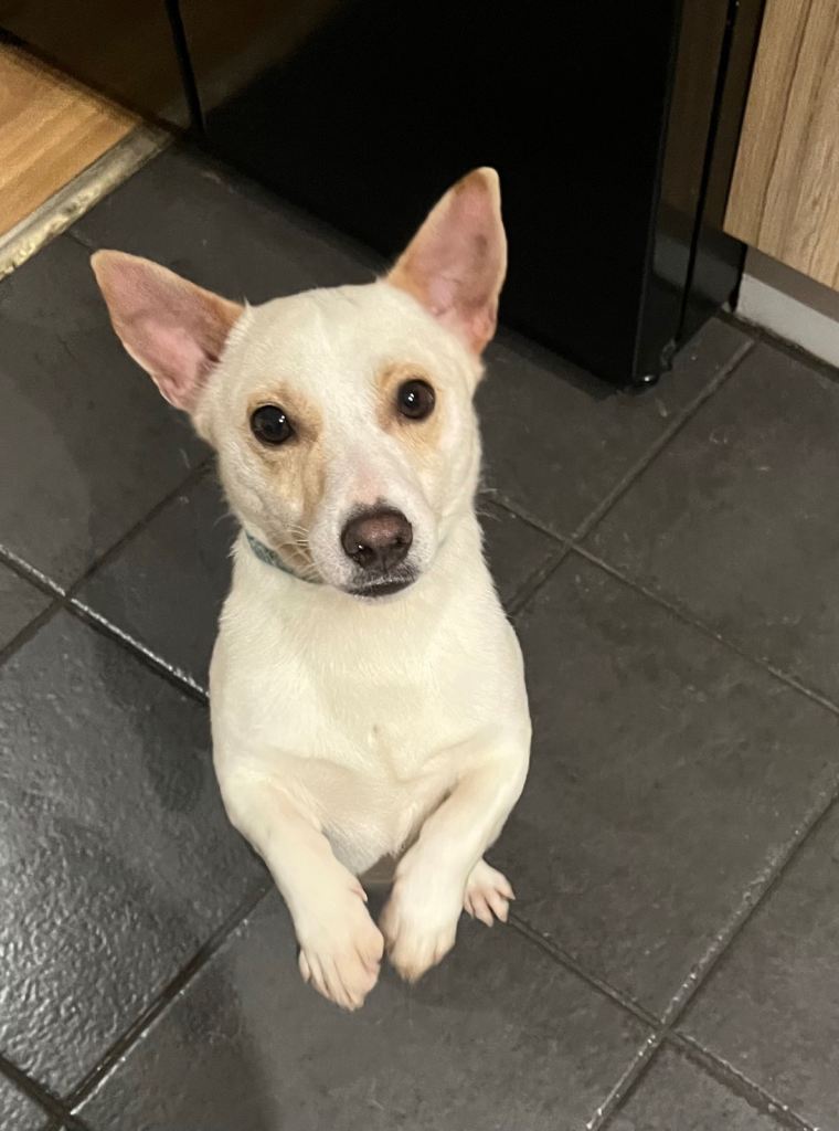 Miniature Jack Russell male
