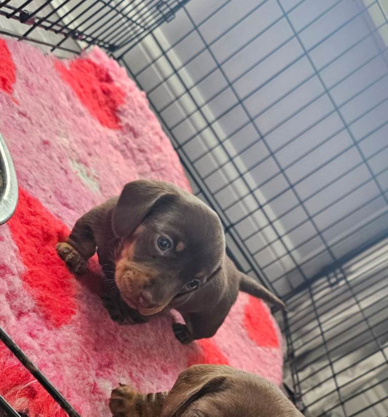 Dachshund female puppy 