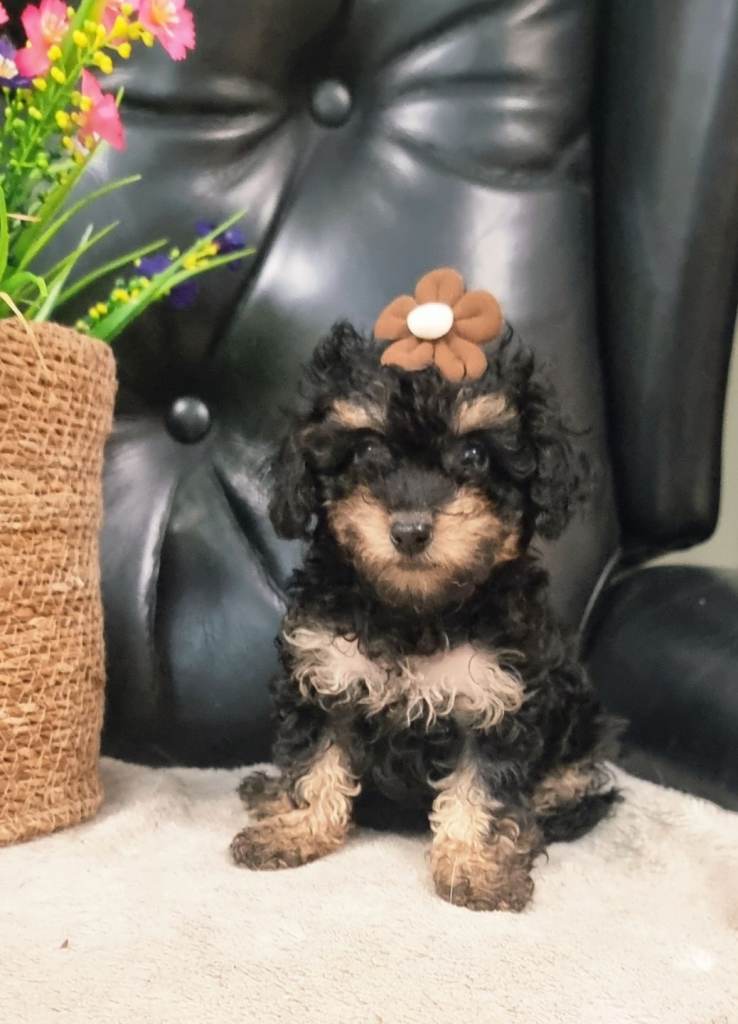 Toy Poodle Female puppy 