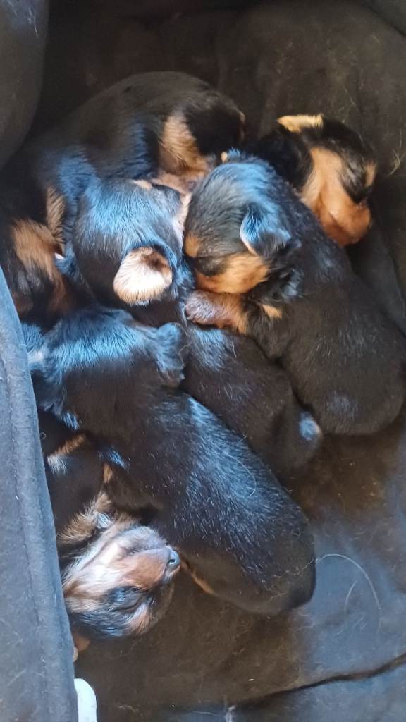 Miniature yorkshire terrier 