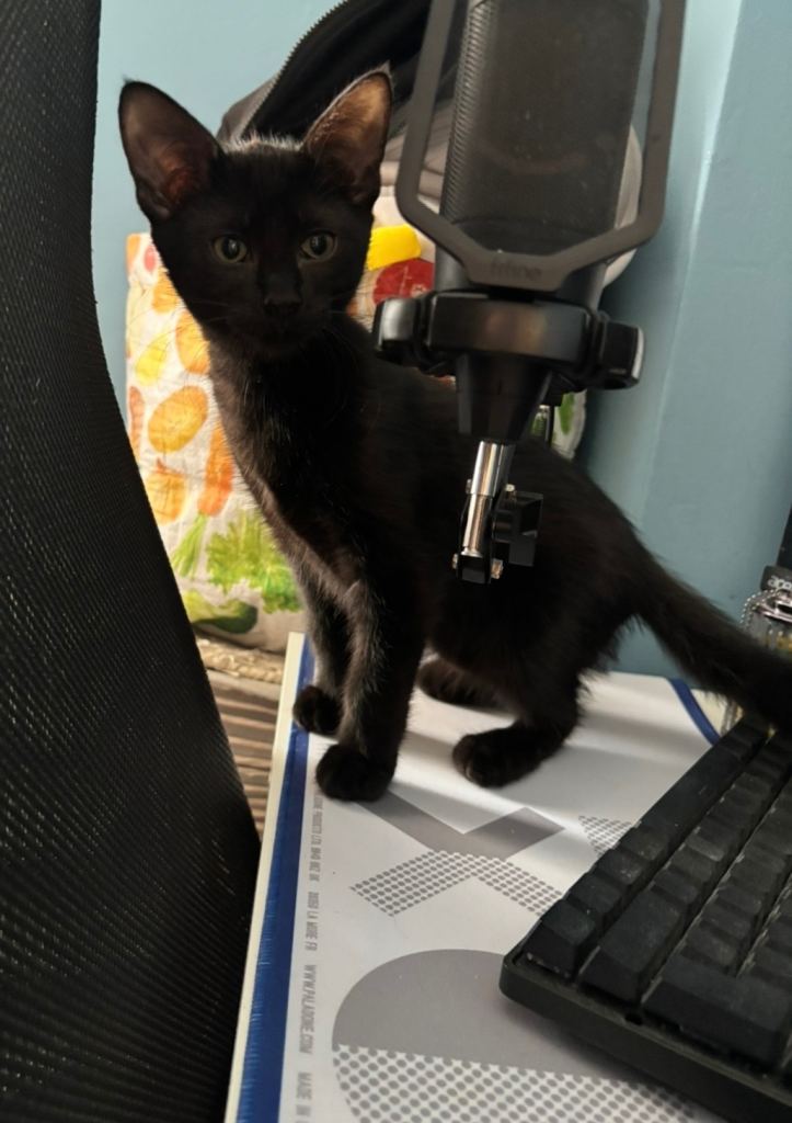 Kittens looking for loving homes 