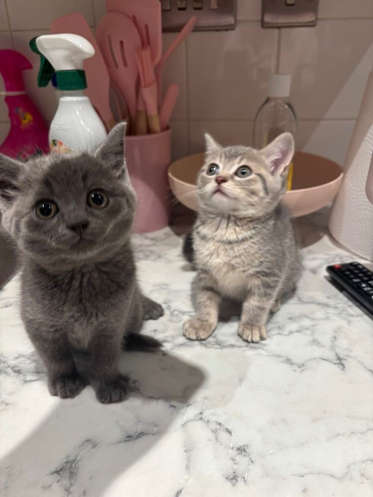 kittens British short hair and bengal 