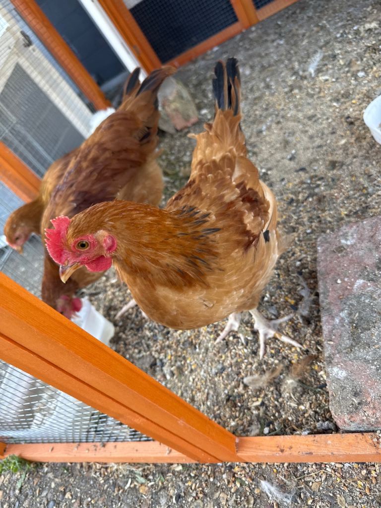 Hand Raised Rooster (NOT THE WHITE ONES)