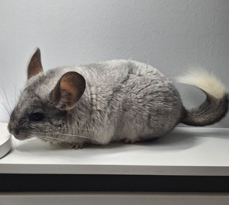 Chinchillas