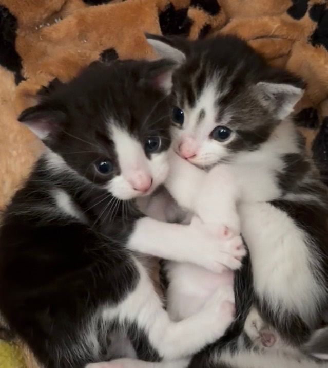 Maine Coon cross kittens 