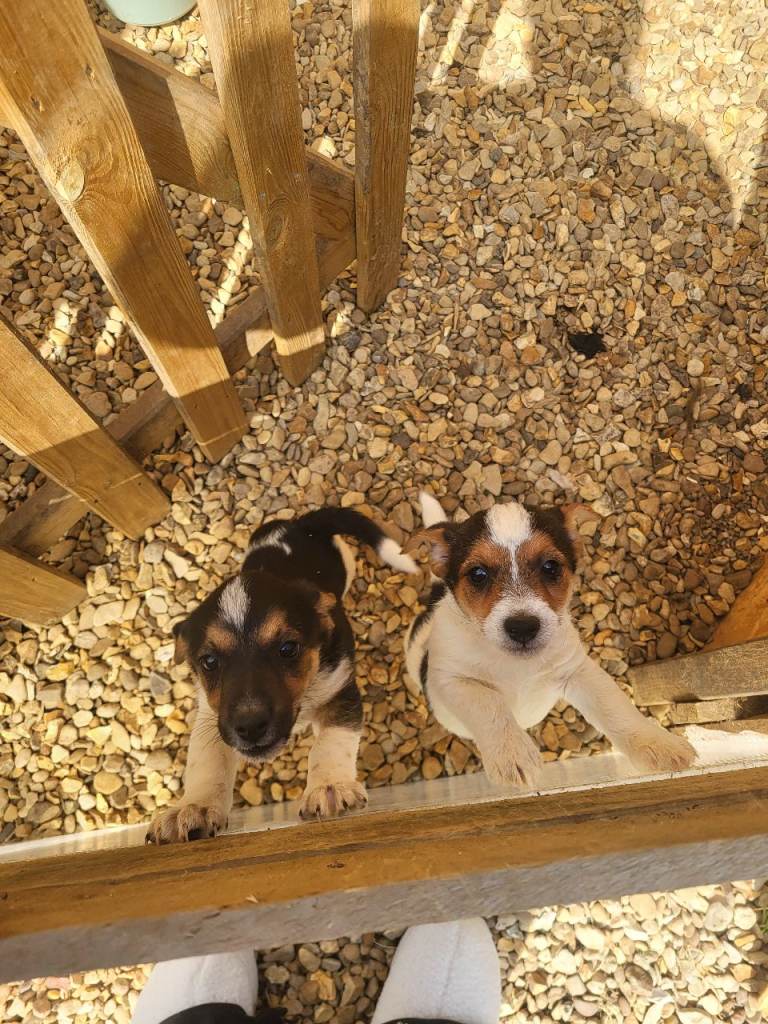 Jack russell