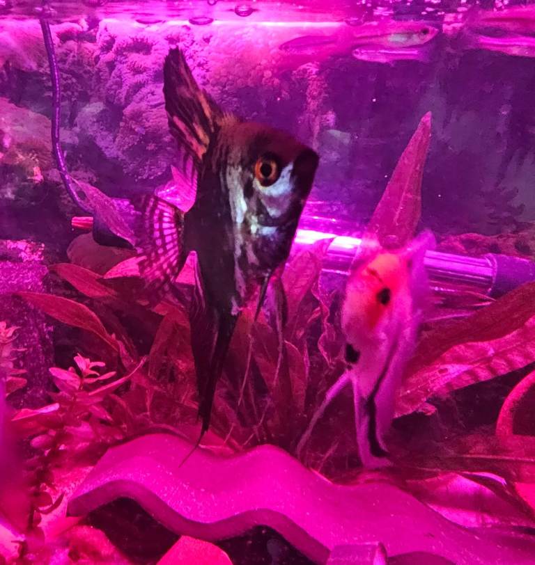 Young adult ANgel fish, and rare Montezuma Swordtails for sale