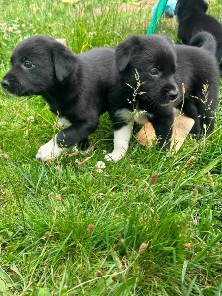Brodador puppys