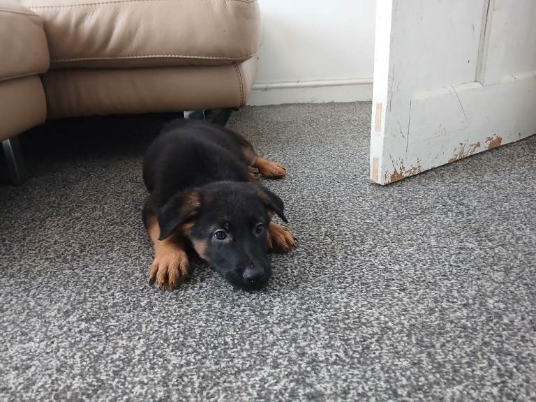 German Shepherd puppies