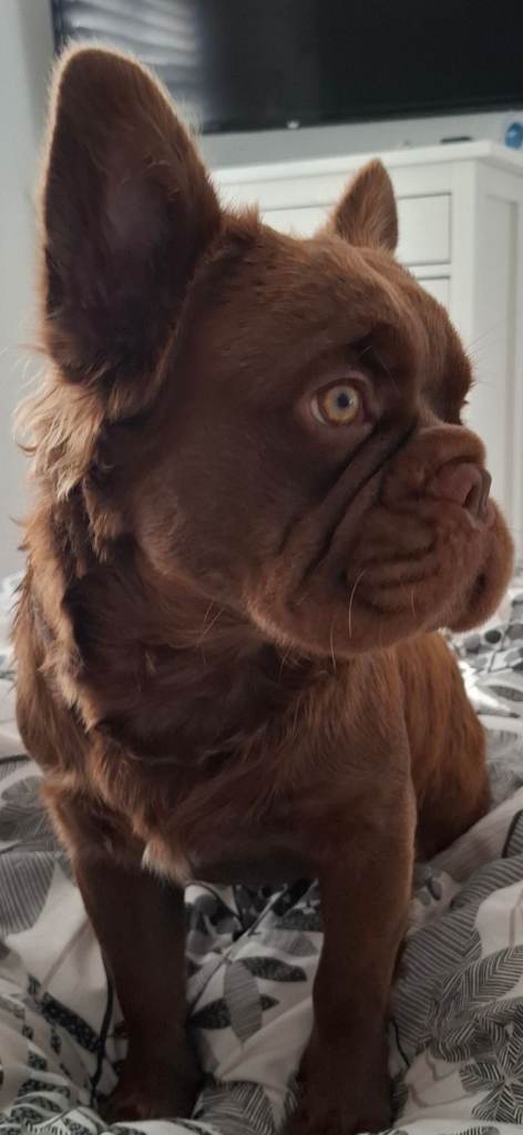Re-advertised fluffy frenchie