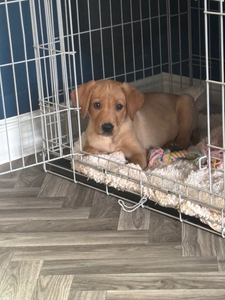 This gorgeous girl needs a new forever home 