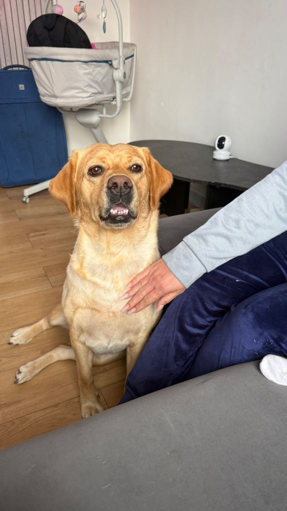 Golden retriever mixed with Labrador 