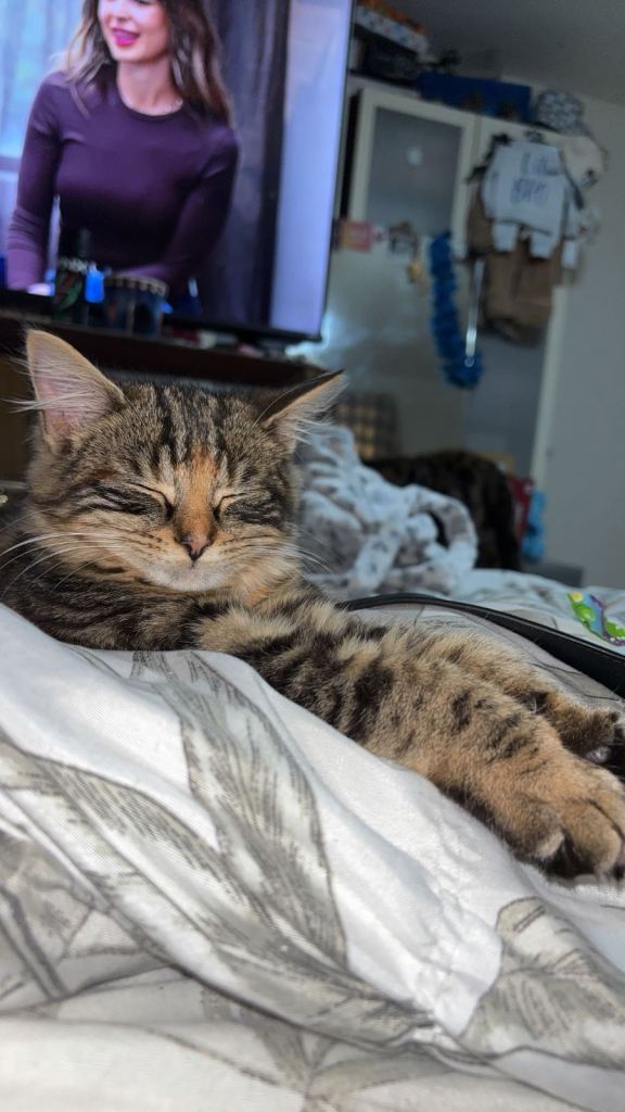 tabby cat