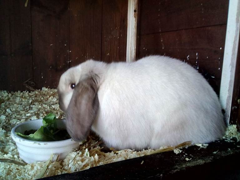 Dwarf Lops and Dutch rabbits for sale