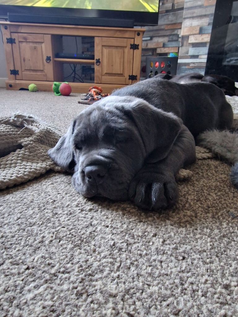 Cane Corso Puppies 