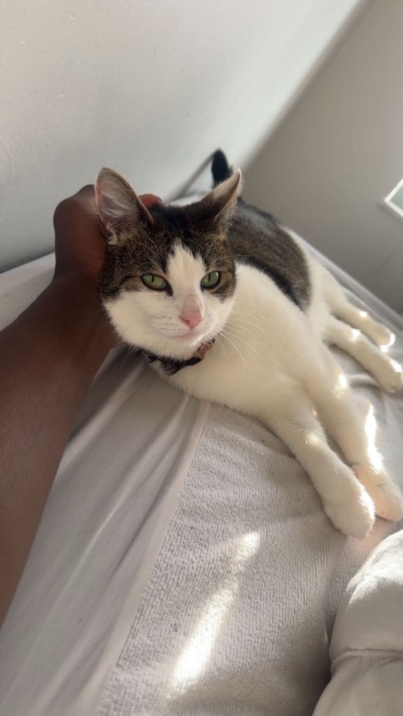 URGENT NEEDS HOME ASAP Short hair domestic cat 