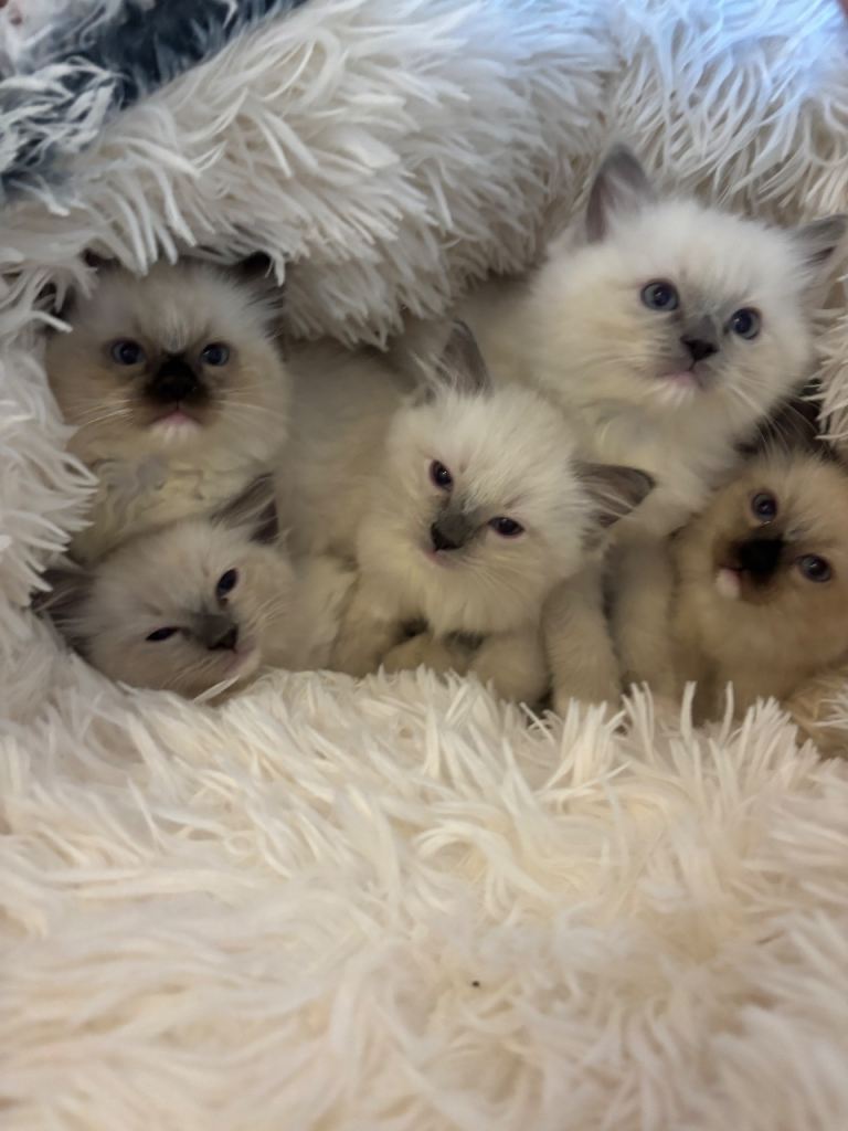 🐾 Beautiful Ragdoll Kittens