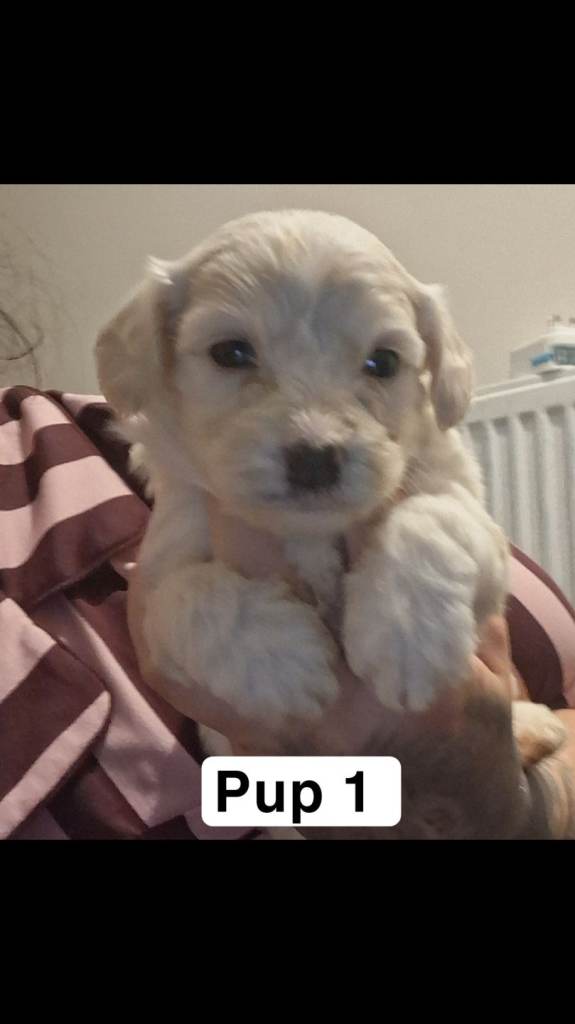 Bison x toy poodle