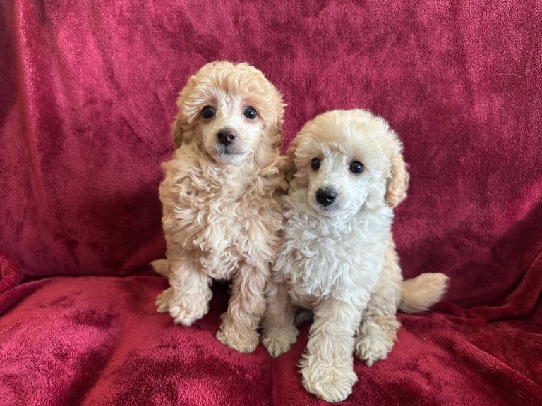 Ready Now kc reg extensively health checked toy poodle puppies 