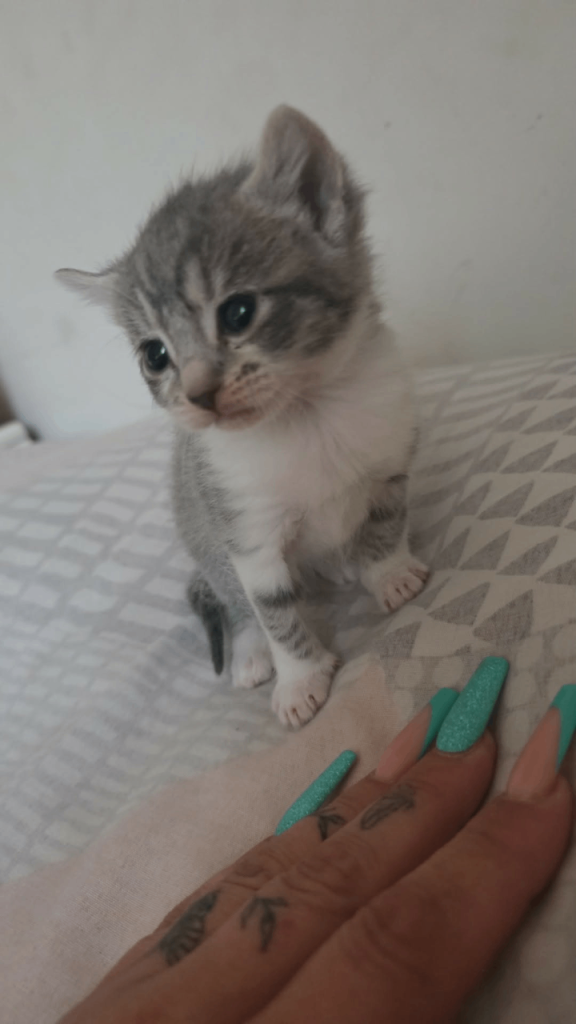 Kitten 