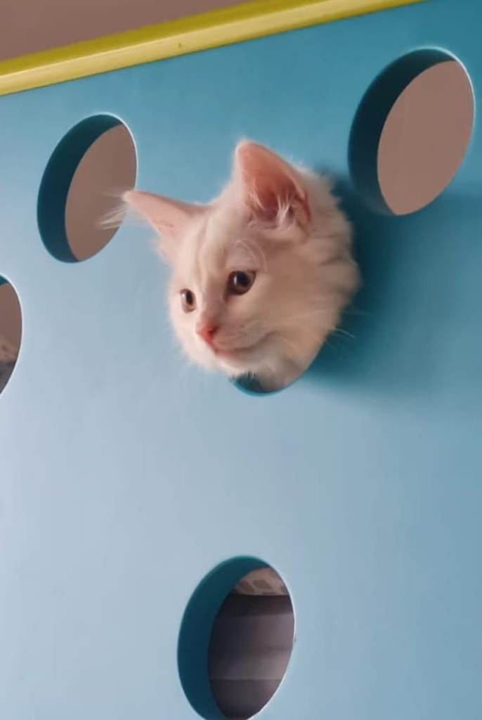 White Male Turkish Van