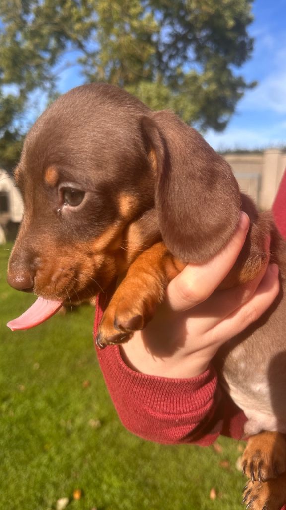 Miniature Dachshund puppies 