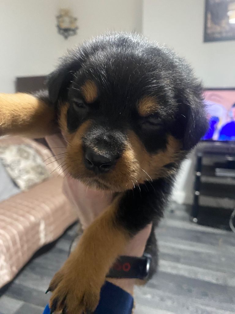 Rottweiler puppies 