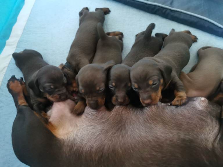 Miniature Dachshund 